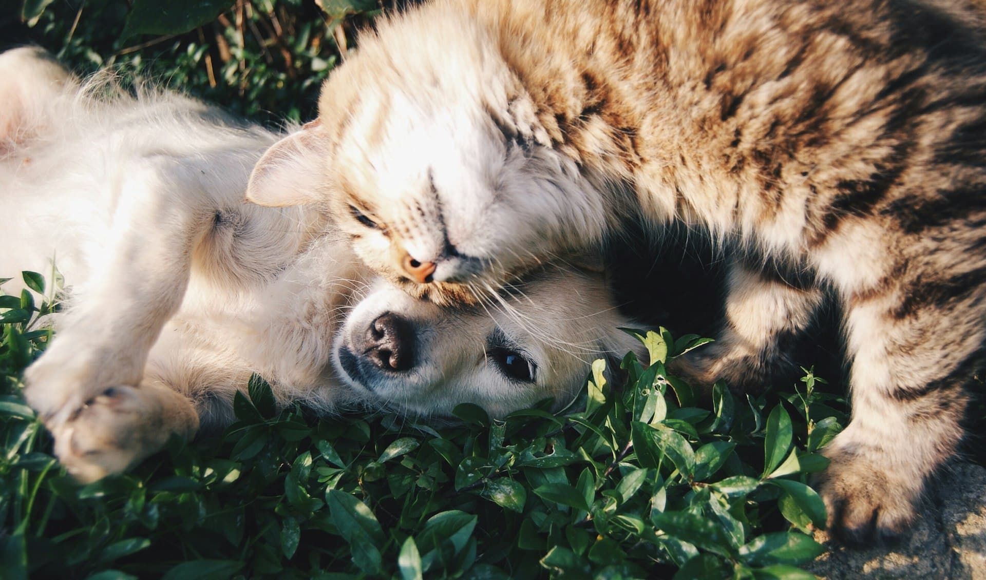 A dog and a cat resting together on the grass