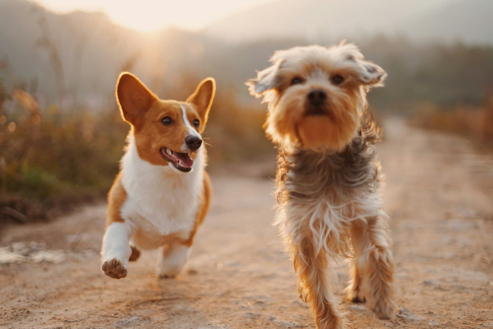 Two happy dogs running at sunset